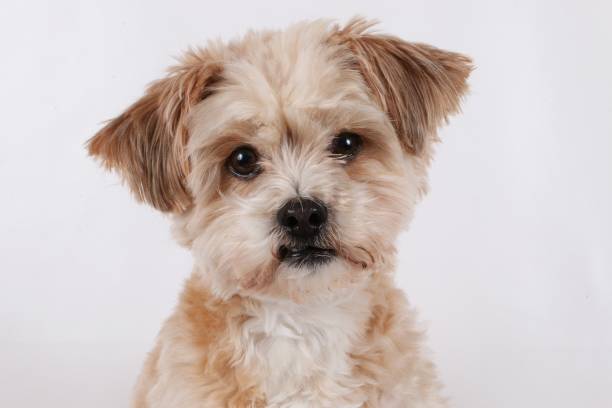 istock small brown dog portrait 946853524