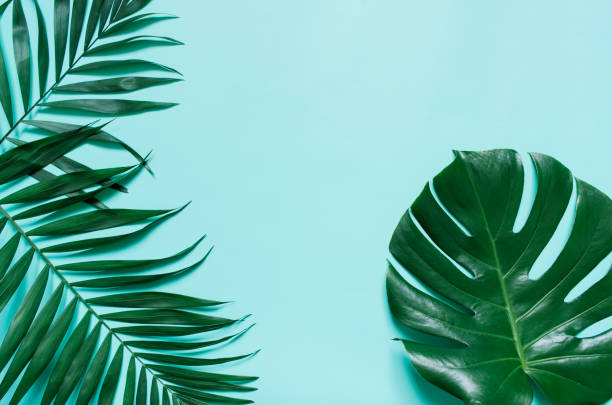 istock Green palm leaf branches on cyan blue background 946856964
