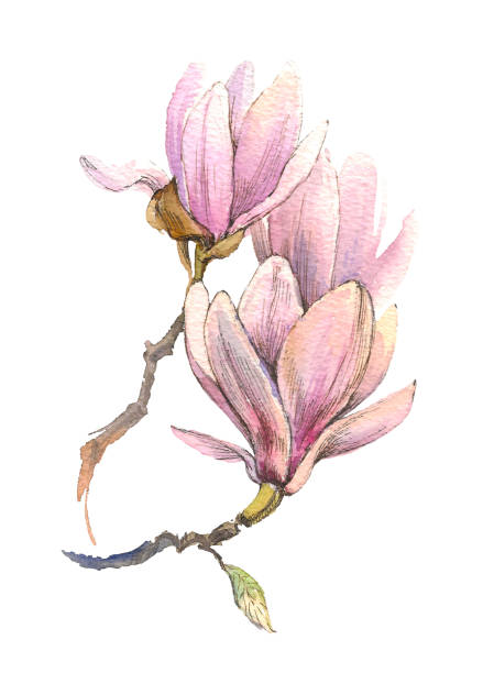 illustrazioni stock, clip art, cartoni animati e icone di tendenza di il ramo di fiori ad acquerello di magnolia primaverile isolato su sfondo bianco - 5504