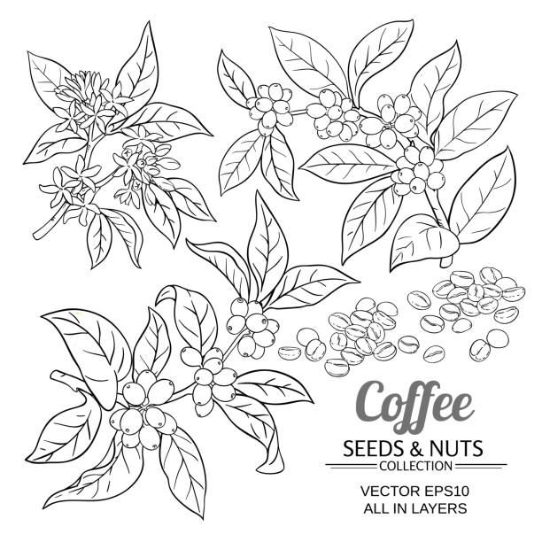 coffee vector set coffee branches vector set on white background coffee tree stock illustrations