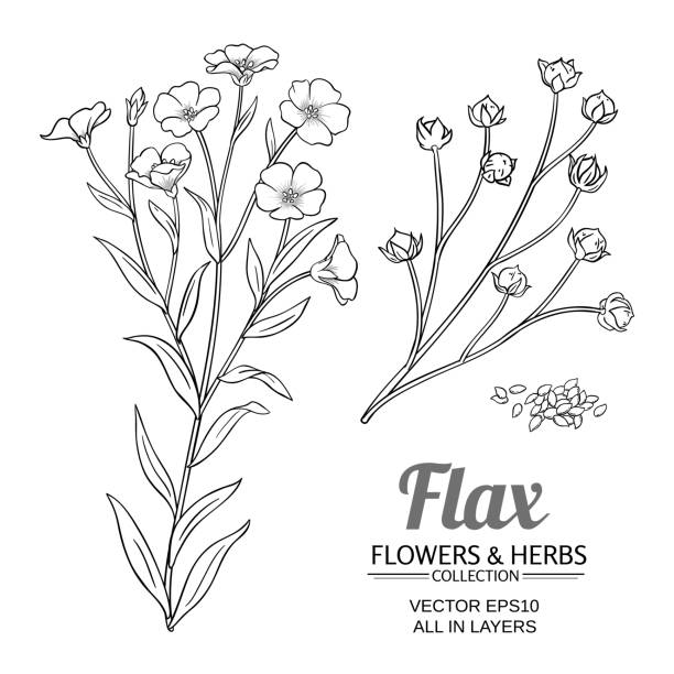 flax vector set flax plant vector set on white background flax weaving stock illustrations