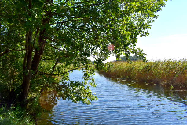 istock Forest and reed near the lake 946857870