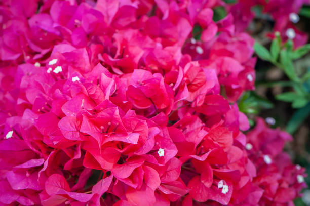 istock Bougainvillea, bardovo red flowers, texture, background 946861090