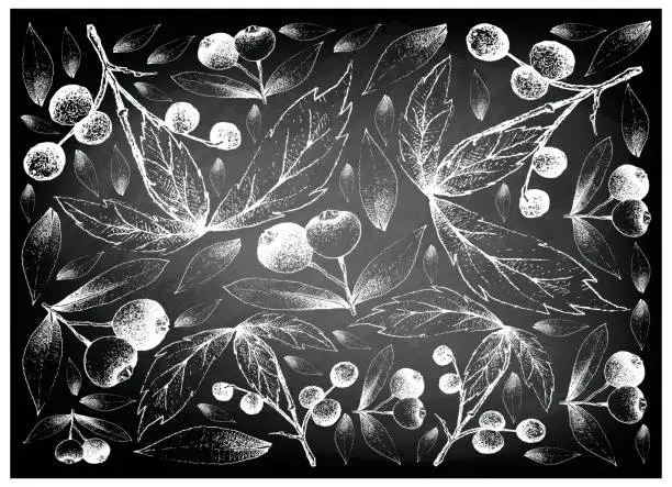 Vector illustration of Hand Drawn Allophylus Edulis and Brush Cherries on Chalkboard