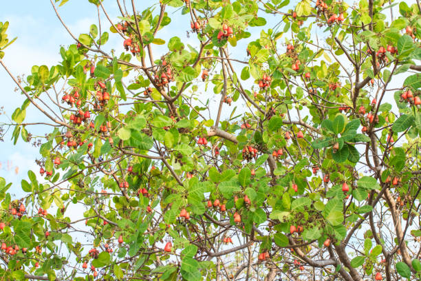 Cashew nuts growing on a tree This extraordinary nut grows outside the fruit