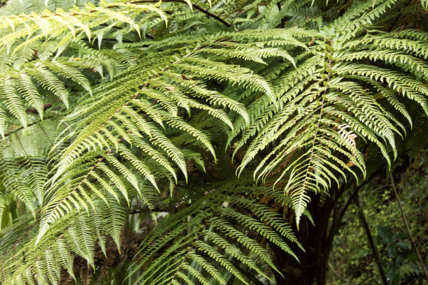 istock Rainforest, South Island New Zealand 6 946868200