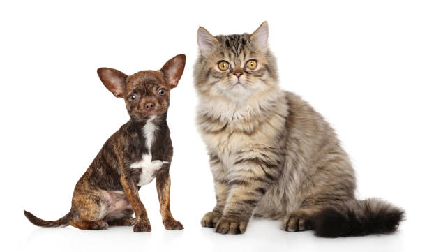 istock Cat and dog together on white 946868302