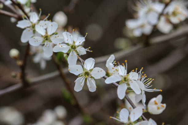 istock greengages (Prunus domestica insitita) flower blossom in spring 946868658