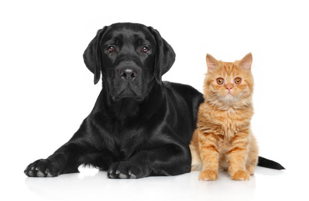 istock Cat and dog together 946870408