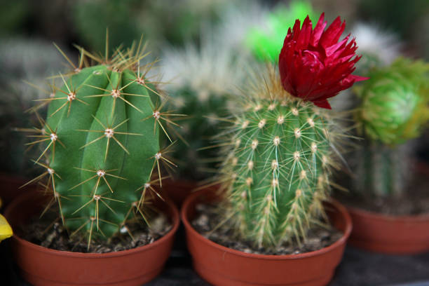 Cactus flower in flowerpot