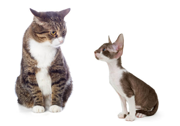 istock Adult gray cat and kitten Cornish Rex 946872920