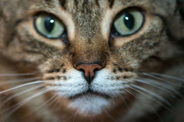 istock a cat portrait close up 946873446