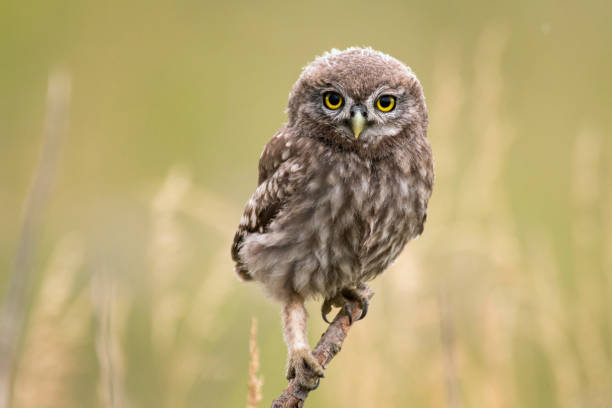 istock A young little owl (Athene noctua) sitting on a branch looking at the camera 946873626