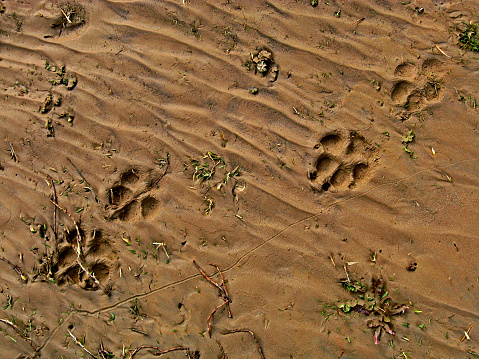 Dog footprints in soft soil.