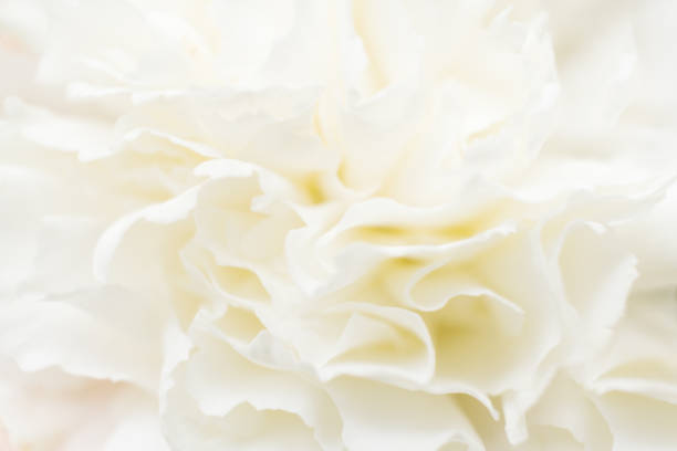 Macro abstract of white carnation gentle petals. Soft focus.