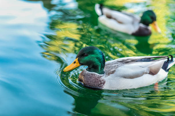 ente, sonnenbaden im see - erpel stock-fotos und bilder