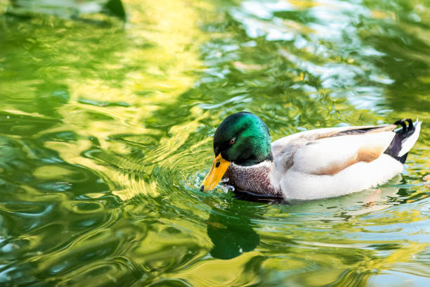 istock Duck sunbathing in the lake on a sunny spring day 946877452
