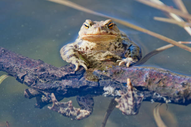 일반적인 두 꺼 비 (bufo bufo)는 자연에 - 5946 뉴스 사진 이미지