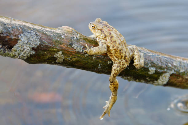 自然では、一般的なガマ (ヨーロッパヒキガエル) - cane toad toad wildlife nature ストックフォトと画像