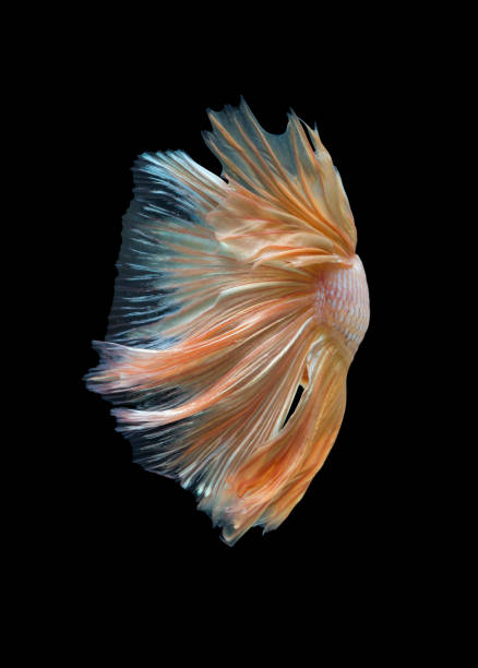 istock closeup gold beautiful small siam betta fish with black isolate background 946881494