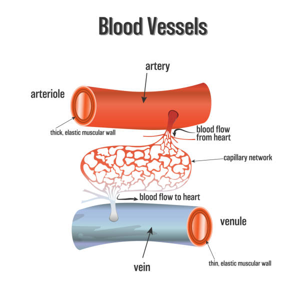 ilustrações, clipart, desenhos animados e ícones de vasos sanguíneos sistema isolado no fundo branco, como cuidados de saúde e o conceito de ciência. ilustração em vetor. - capillary