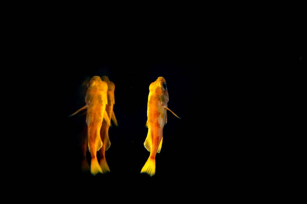 the small gold fish is not the most attractive one in a aquarium, but when they swim in the water, their shadows on the water tank move from time to time and looks like some kind of art.