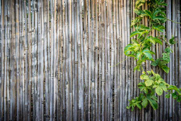 istock Old bamboo fence background with a branch 946885356