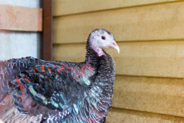 istock poultry, Turkey sitting in the hen house 946888058