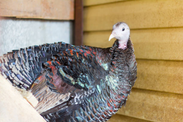 istock poultry, Turkey sitting in the hen house 946888346
