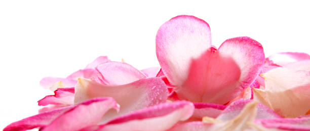 istock Pink rose petals .Valentines day background 946888358