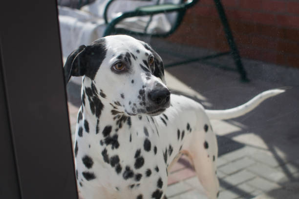 istock dog Dalmatian look 946891046