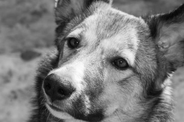 istock dog portrait close up 946891160