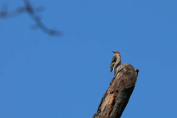 istock Red Bellied Woodpecker Perched on a Tree Trunk 946891538