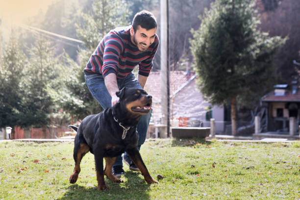 istock Dog and his owner in the yard 946894800
