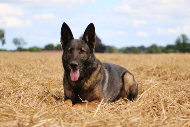 istock shepherd portrait in a cstubble field 946895044