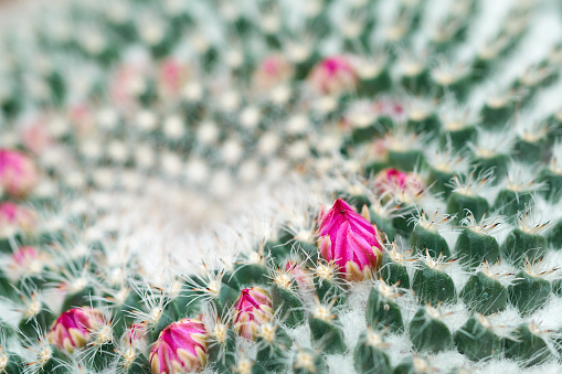 Closeup details of a Mammillaria Geminispina cactus with small flowers.Cultivating on the soil In the glass house to achieve a constant temperature suitable for growth.