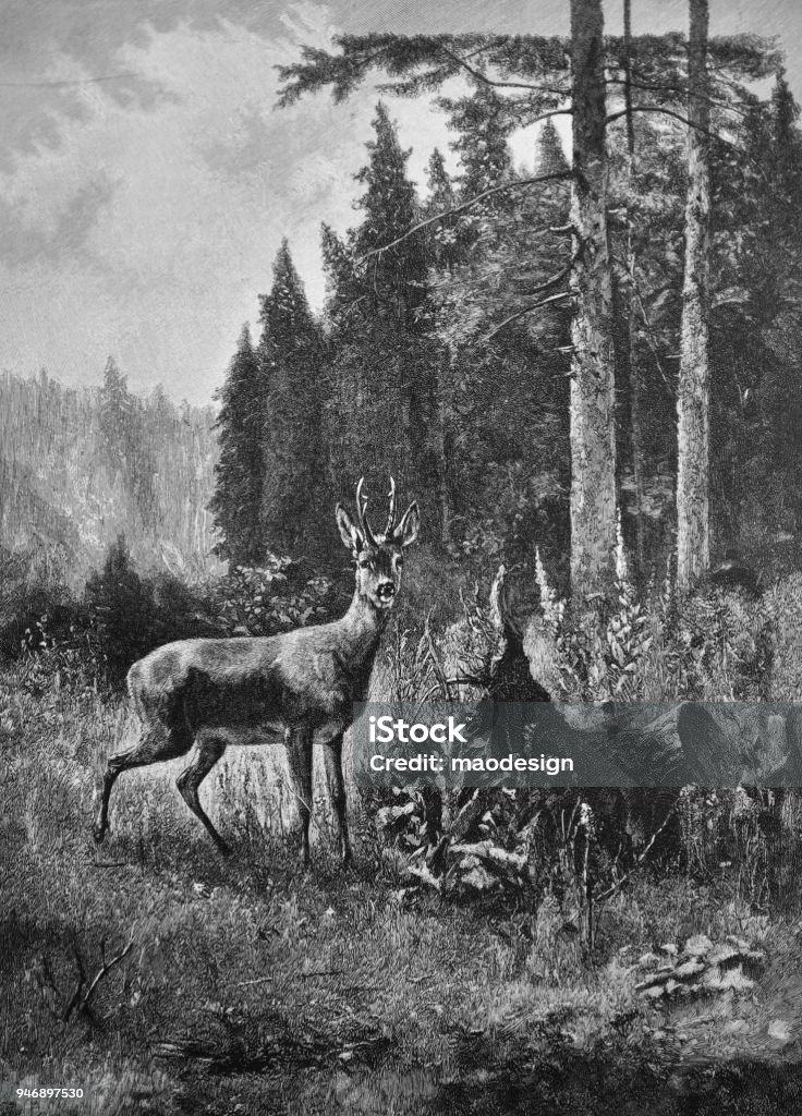 Young deer in the meadow _ 1895 Antique stock illustration
