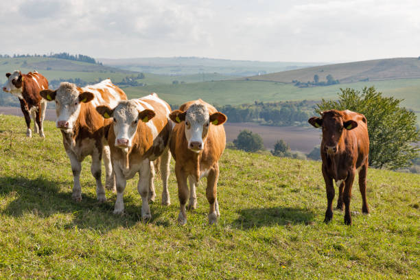 istock herd of cows grazing on a high hill pasture 946897606