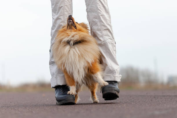 istock Dog trainer works with a sheetland sheepdog 946901244