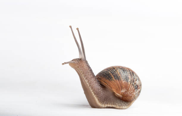 schnecke auf einem weißen hintergrund isoliert - weinbergschnecke stock-fotos und bilder