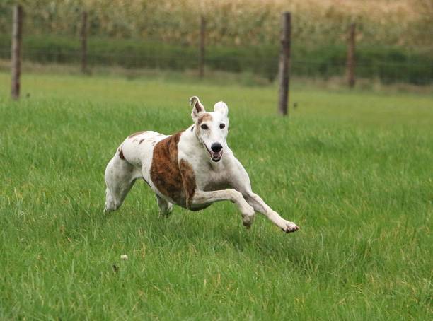 galgo corriendo en el parque - galgo inglés fotografías e imágenes de stock