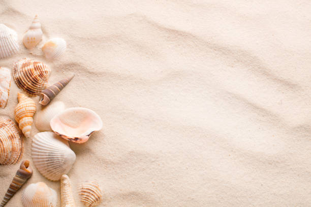 sandy beash with seashells and starfish and dunes with copy space as background