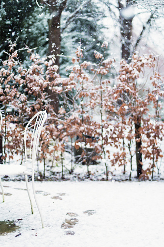 White iron garden chairs in snowy backyard with beech hedge.