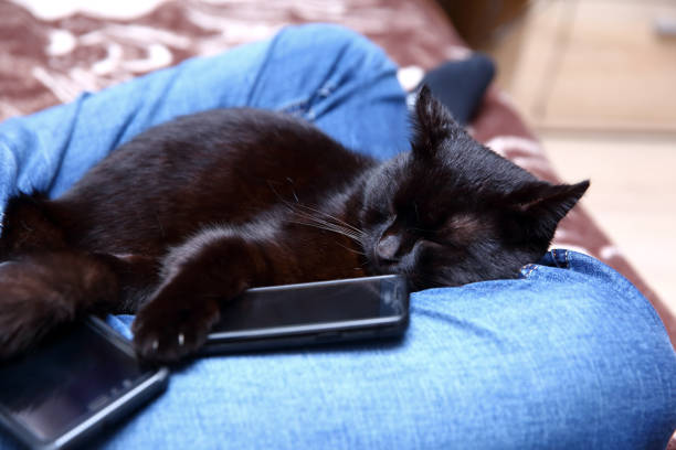 istock Cat who can not sleep without a smartphone. 946919794