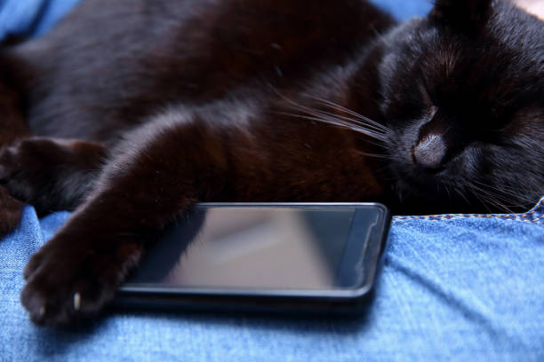 Cat who can not sleep without a smartphone.