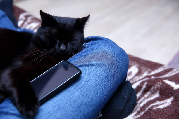 Cat who can not sleep without a smartphone. Here is a cat that can not sleep without a smartphone that technology has also reached some animals. lazy construction laborer stock pictures, royalty-free photos & images