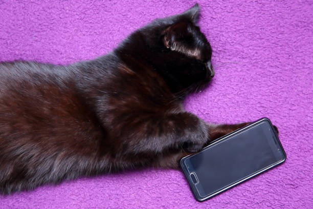 istock Cat who can not sleep without a smartphone. 946920028