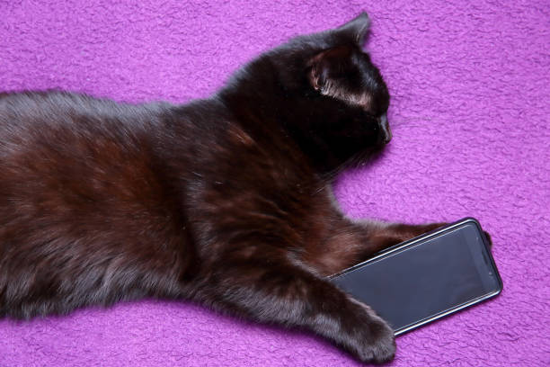 istock Cat who can not sleep without a smartphone. 946920118