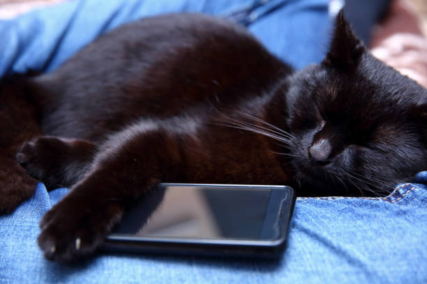 Cat who can not sleep without a smartphone. Here is a cat that can not sleep without a smartphone that technology has also reached some animals. lazy construction laborer stock pictures, royalty-free photos & images