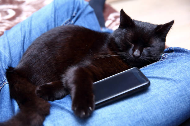 istock Cat who can not sleep without a smartphone. 946920334